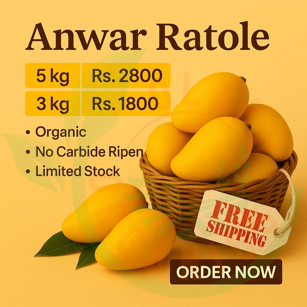 Anwar Ratol ( Export Quality ) 